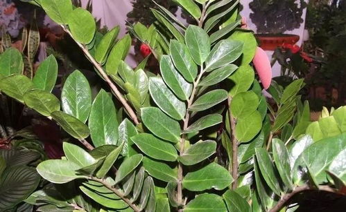 家庭养瑞香需要注意哪些细节？如何在家中种植瑞香使其茁壮成长