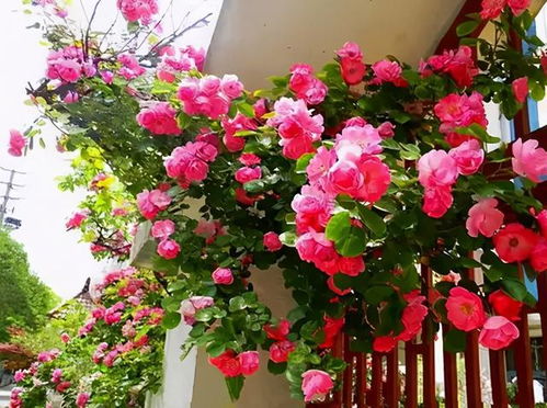 北方庭院的花品种