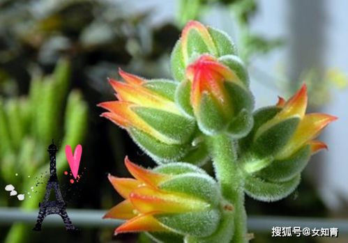 锦晃星养殖技巧：何时换盆以促进生长？