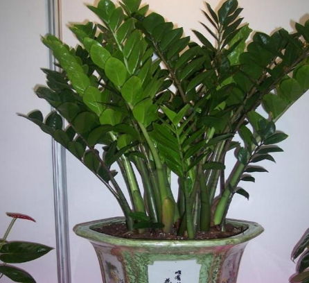 家里养什么植物旺财？这几种绿植招财又好养