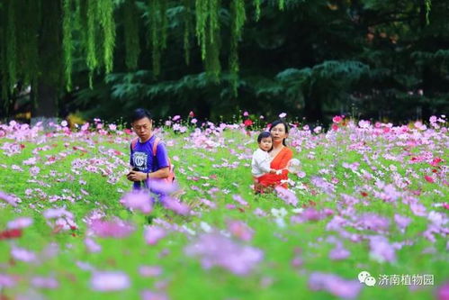 植物世界五彩斑斓，探寻观赏植物多样性