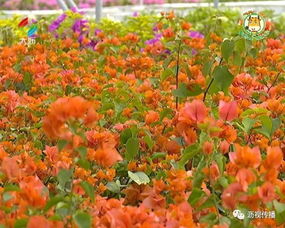 二、 绿叶橙绿叶橙三角梅，常见的美丽品种