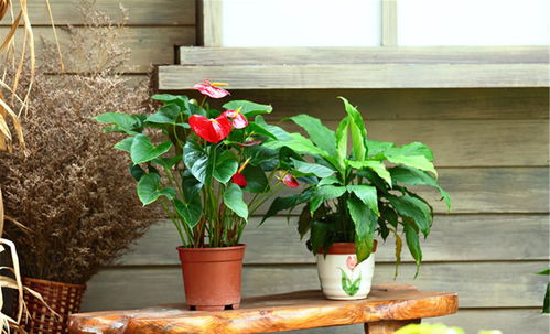 桑树与丧事的传说