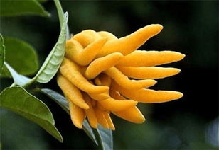 十二、进阶玩法