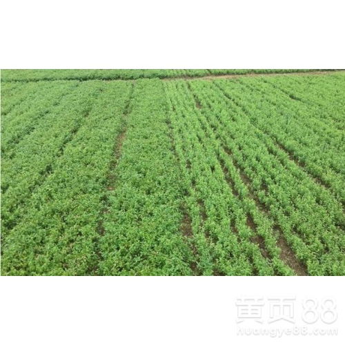 八、 河南的发酵草渣