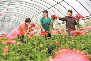 从零开始， 朱诗豪的月季种植之路