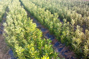 常见的病虫害有哪些？