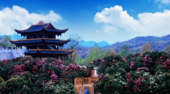 温州杜鹃花：仙境般的红紫美景