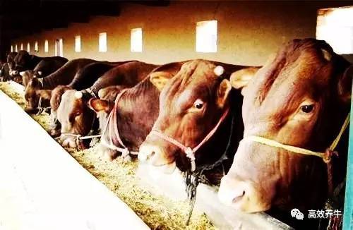 农药的毒性揭秘：哪种对牛Zui凶险？