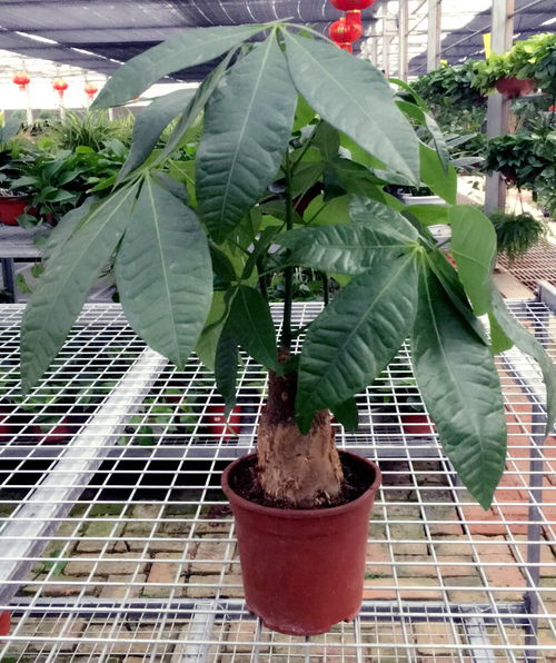 发财树与鹅掌柴的较量