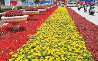 专业苗圃的秘密武器：母本循环法