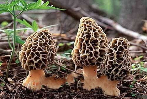 运输羊肚菌的技巧