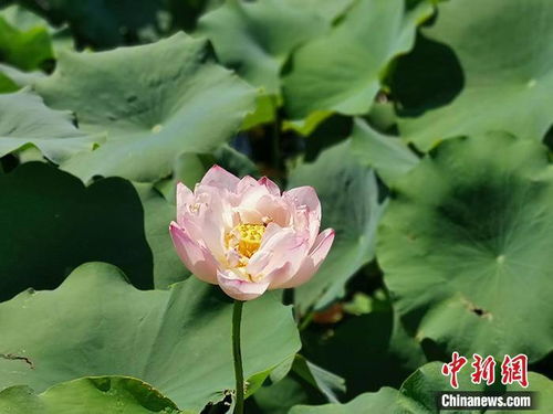 用种藕种植不开花的原因