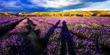 新疆冬日里的花海奇遇