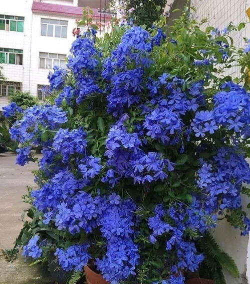 蓝雪花：夏季救星， 降温效果比普通绿植高3.2%