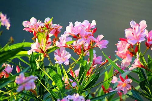 花朵相似， 也要小心