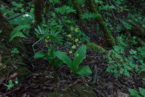 我国珍稀植物：保护自然、守护生态的瑰宝