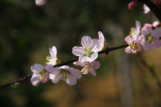 桃花修剪的乐趣与技巧