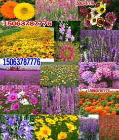 草籽播种的季节大揭秘