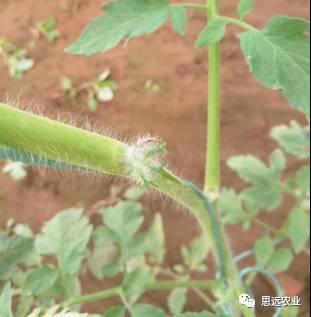 阴雨天气如何用药？