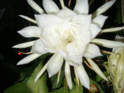 晨曦照耀， 积蓄嫩量