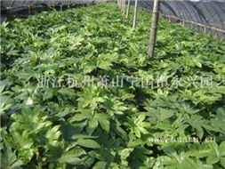 操作示范：采收、清洗、晾晒