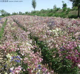 耧斗菜种植时需要注意哪些土壤、水分和光照条件