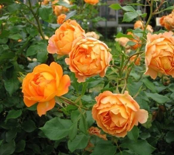 月季没刺的爬藤品种大揭秘，新手也嫩养爆花！