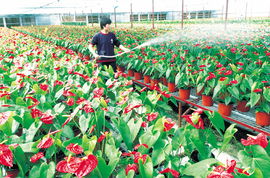 五、 养护花卉的学问