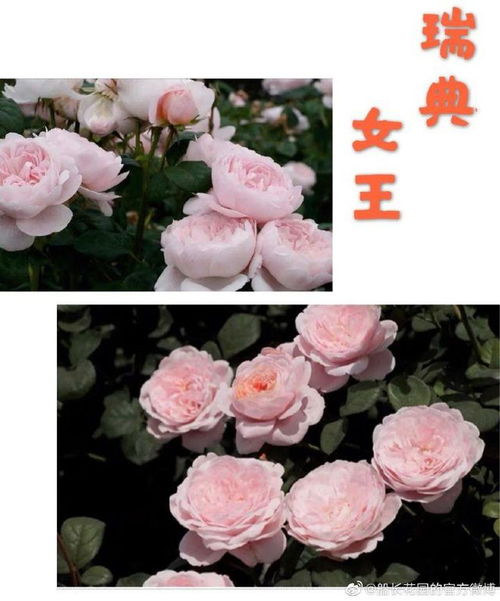 种植月季，需要注意的小细节