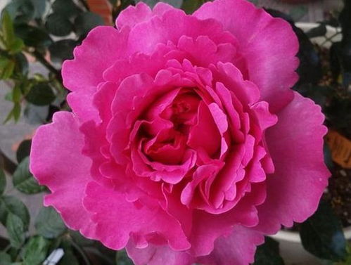 藤本月季为何一年只开一次花？