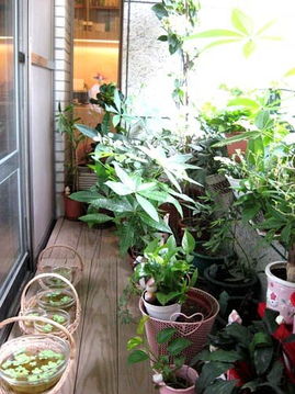 室内花卉如何布置？打造温馨绿意空间