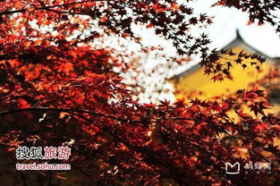 红叶界的
