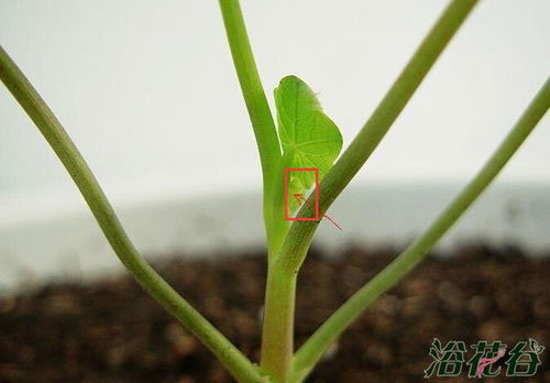 迎春花芽枯萎， 叶子干枯的原因及解决方法