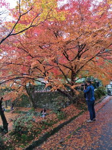 寻枫之旅：寻找适合北方过冬的耐寒枫树