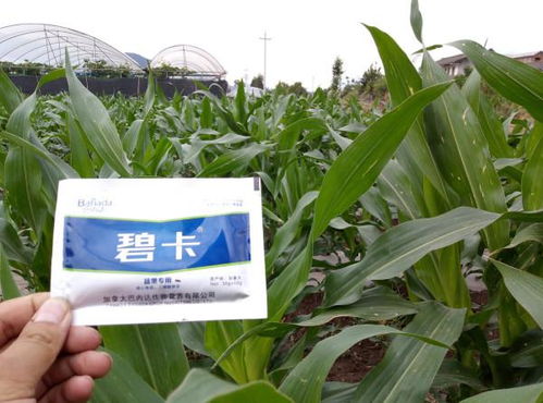 草铵膦：传说中的除草剂