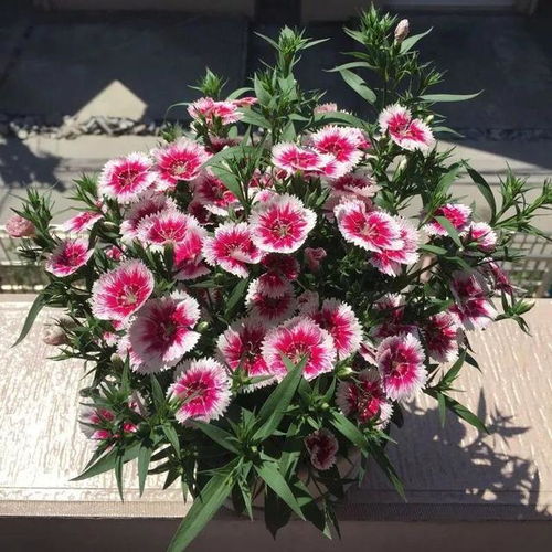 碱性土壤的植物乐园