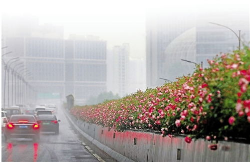 月季花种类多，习性相似