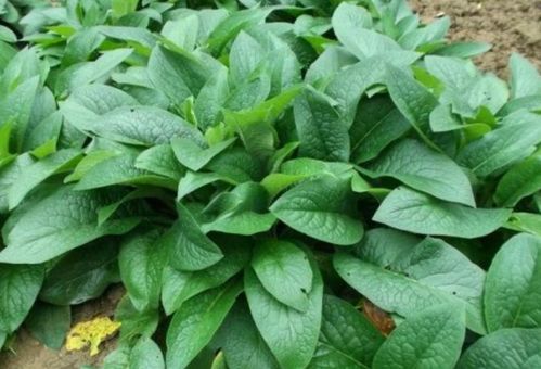 辣椒的种植条件：