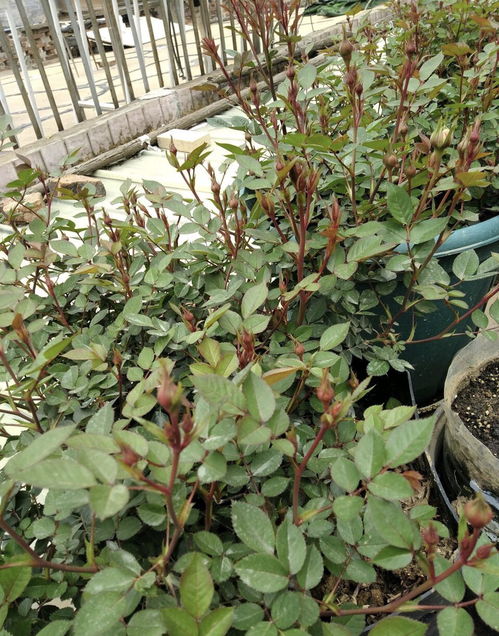 月季花， 我国十大传统名花之一