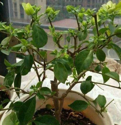 防风补酸， 紫玉兰的