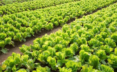 奇怪， 菜苗子好像不那么蔫了