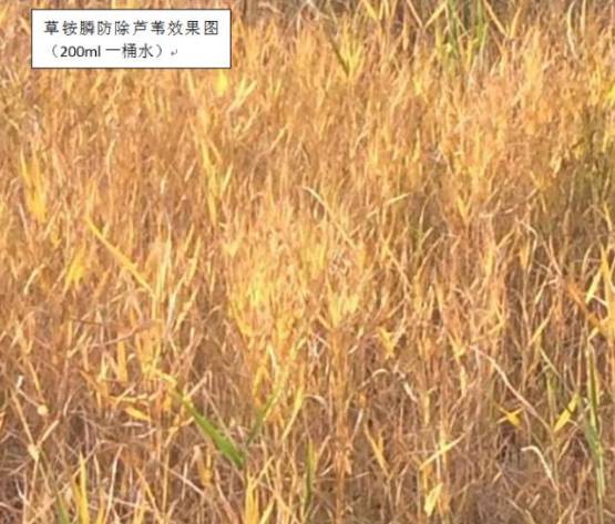 精草铵膦铵盐在玉米田使用是否安全，能否替代草铵膦用于玉米田除草？