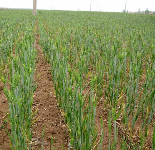 旱地小麦除草剂大揭秘：哪种Zui好用？