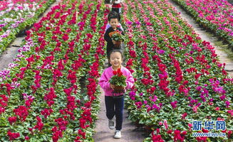 花卉种植，管理要得当