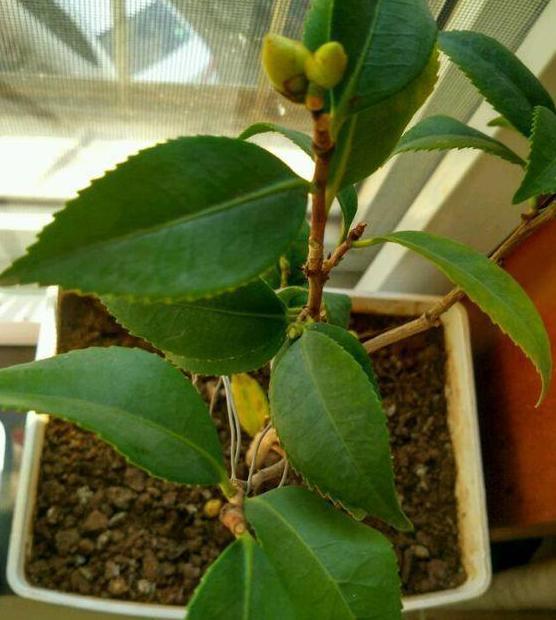 茶花主干过长，如何巧妙拆分