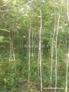 江西九江的枫香价格揭秘