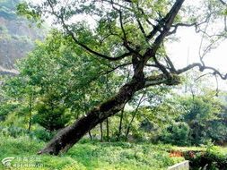 罗汉松和银杏的故事