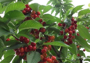 梅花树苗的成活率