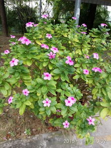 矮牵牛：每天晒足4小时 每周浇次淘米水